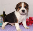 Štěňata BEAGLE k adopci Štěňata BEAGLE k adopci