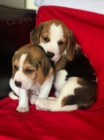 K adopci jsou k dispozici �t��ata BEAGLE 12 T�DN�