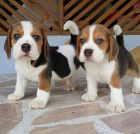 BEAGLE trikol�ra k adopci