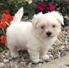 maltézská štěňata k adopci. maltézská štěňata k adopci.