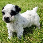 Zdravá a krásná štěňátka trpasličího pejska a fenky pudla k ADOPCI Zdravá a krásná štěňátka trpasličího pejska a fenky pudla k ADOPCI