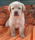 Prodám zdravá štěňata labradora. Prodám zdravá štěňata labradora.