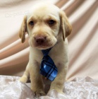 v�no�n� �t��ata labradorsk�ho retr�vra k adopci.