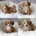 Cavapoo mini �t��ata k adopci