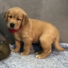 Štěňata zlatého retrívra k dispozici a připravena k adopci. Štěňata zlatého retrívra k dispozici a připravena k adopci.