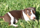 mini zdravá štěňata jack russell teriéra k adopci. mini zdravá štěňata jack russell teriéra k adopci.