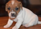 mini očkovaná a odčervená štěňata jack russell teriéra k adopci. mini očkovaná a odčervená štěňata jack russell teriéra k adopci.