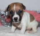 vánoční štěňata jack russell teriéra k adopci. vánoční štěňata jack russell teriéra k adopci.