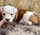Krásná štěňata boxerů k dispozici a nyní připravena k adopci. Krásná štěňata boxerů k dispozici a nyní připravena k adopci.