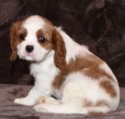 Prod�m �t��ata kaval�r King Charles �pan�l