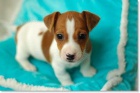 štěňata jack russell teriéra k adopci. štěňata jack russell teriéra k adopci.