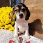 Kr�sn� trikolorn� �t��ata b�gla k dispozici a p�ipravena k adopci