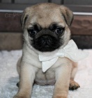 �t��ata mopse a feny k adopci.