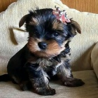 štěňata yorkie k dispozici a připravena k adopci. štěňata yorkie k dispozici a připravena k adopci.
