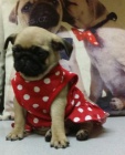 Kr�sn� �t��ata pejska a fenky mops k adopci.
