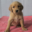 Zdrav� a kr�sn� �t��ata zlat�ho retr�vra a pejska na prodej.