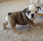 Kr�sn� a and�lsk� �t���tka anglick�ho buldo�ka k adopci