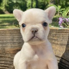 ZDRAVÁ a OČKOVANÁ štěňata fenky a pejska francouzského buldočka k adopci. ZDRAVÁ a OČKOVANÁ štěňata fenky a pejska francouzského buldočka k adopci.