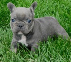 štěňata francouzského buldočka k adopci. štěňata francouzského buldočka k adopci.