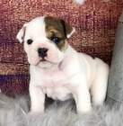 �t��ata anglick�ho buldoka k adopci.