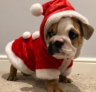 �t��ata anglick�ho buldoka k adopci.