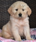 Štěňátka zlatého retrívra ihned k adopci. Štěňátka zlatého retrívra ihned k adopci.