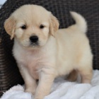 Zlatý retriever Zlatý retriever