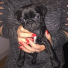 tata ernho mopse a samice k adopci.