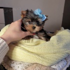 Prodám štěňata jorkšírského teriéra. Prodám štěňata jorkšírského teriéra.