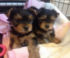 mini štěňata jorkšírského teriéra. mini štěňata jorkšírského teriéra.