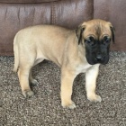 kr�sn� mu� a �ena Prod�m �t��ata n�meck� dogy