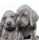 samice a samci v�marsk�ch oha�� �t��ata k adopci.