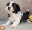 rozko�n� a zdrav� kr�sn� mini havanese �t���tka k adopci.
