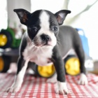 tata bostonskho terira k adopci