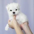 Prodám krásná štěňátka MINI maltézáka Prodám krásná štěňátka MINI maltézáka