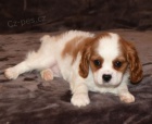 Kr�sn� �t��ata Kaval�r King Charles Spaniel jsou k dispozici a p�ipravena k prodeji.