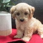 Cavapoo �t��ata k adopci.