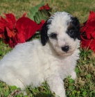 �t��ata trpasli��ho pudl�ka a feny k adopci.