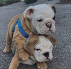 Kr�sn� a and�lsk� �t���tka anglick�ho buldo�ka k adopci