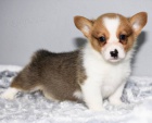 kr�sn� a and�lsk� �t��ata Pembroke Welsh Corgi na prodej.