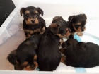 Rozkošná a krásná štěňátka mini jorkšírských teriérů ihned k adopci Rozkošná a krásná štěňátka mini jorkšírských teriérů ihned k adopci
