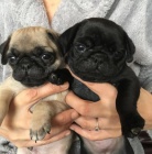 Kr�sn� b�ov� a �ern� �t��ata pejska a fenky mopse k adopci