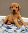 Zdravá a krásná štěňátka fenky a pejska labradorského retrívra k adopci. Zdravá a krásná štěňátka fenky a pejska labradorského retrívra k adopci.