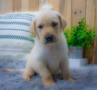 Prod�m zdrav� a kr�sn� �t��ata labradorsk�ho retr�vra pejska a fenky.