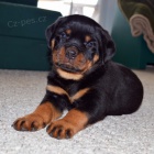 štěňata rotvajlera k adopci štěňata rotvajlera k adopci