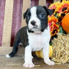 �t��ata bostonsk�ho teri�ra k adopci