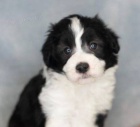 pejsek a fenka kr�sn� �t���tka Aussiedoodle k adopci.