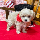 miniaturní štěňata MALTIPOO k adopci miniaturní štěňata MALTIPOO k adopci