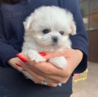 PRODÁM OČKOVANÁ miniaturní štěňata maltézáků. PRODÁM OČKOVANÁ miniaturní štěňata maltézáků.