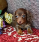 Prod�m zdrav� �t��ata jezev��k�